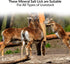 Brick Salt for Deer | HIMALAYAN NATURE